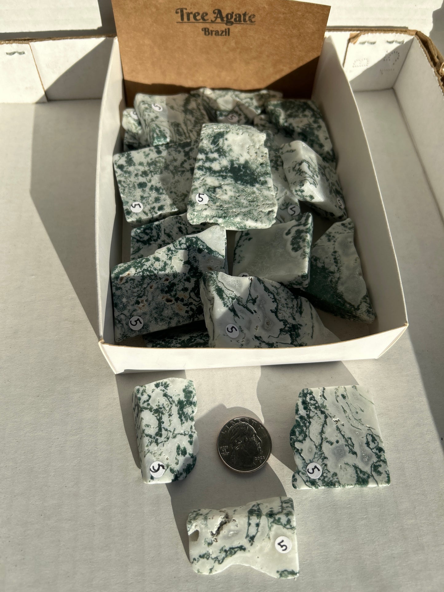 Tree Agate Polished Slab from Brazil