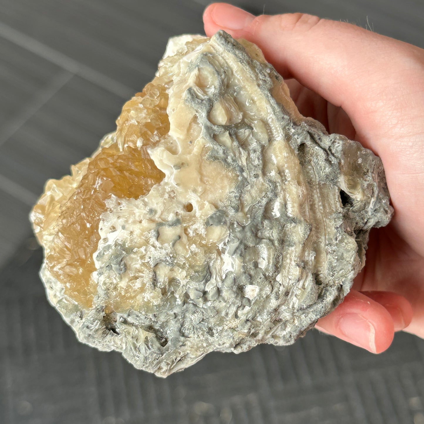 UV Reactive Calcite Clam from Florida, USA