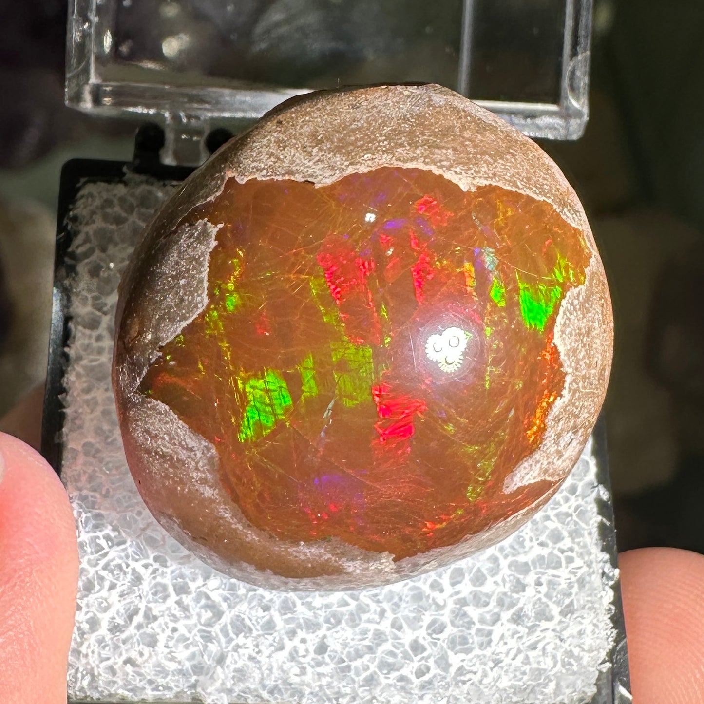 63ct A+ Polished Ethiopian Chocolate Opal in Perky Box