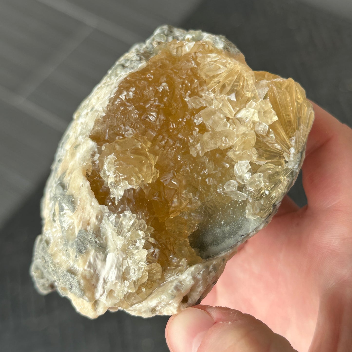 UV Reactive Calcite Clam from Florida, USA