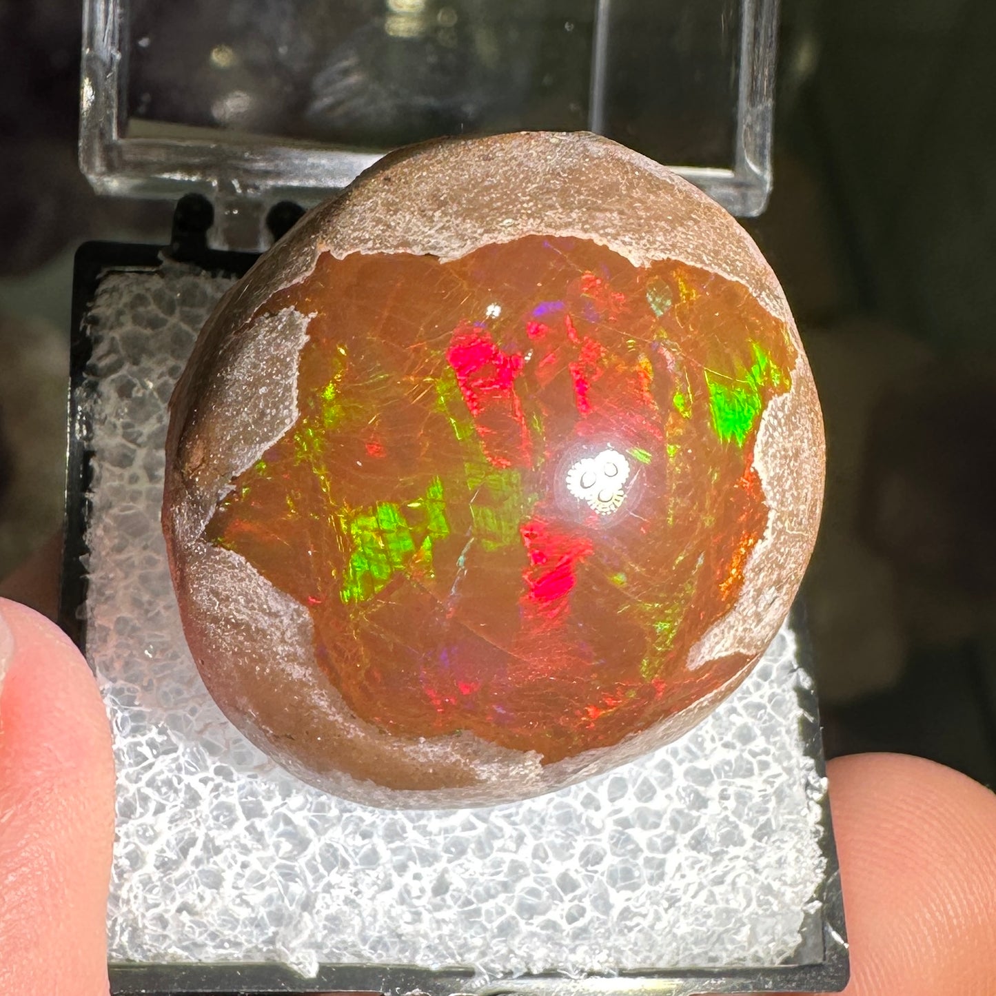 63ct A+ Polished Ethiopian Chocolate Opal in Perky Box