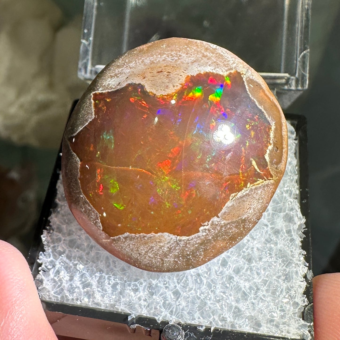 55.50ct A+ Polished Ethiopian Chocolate Opal in Perky Box