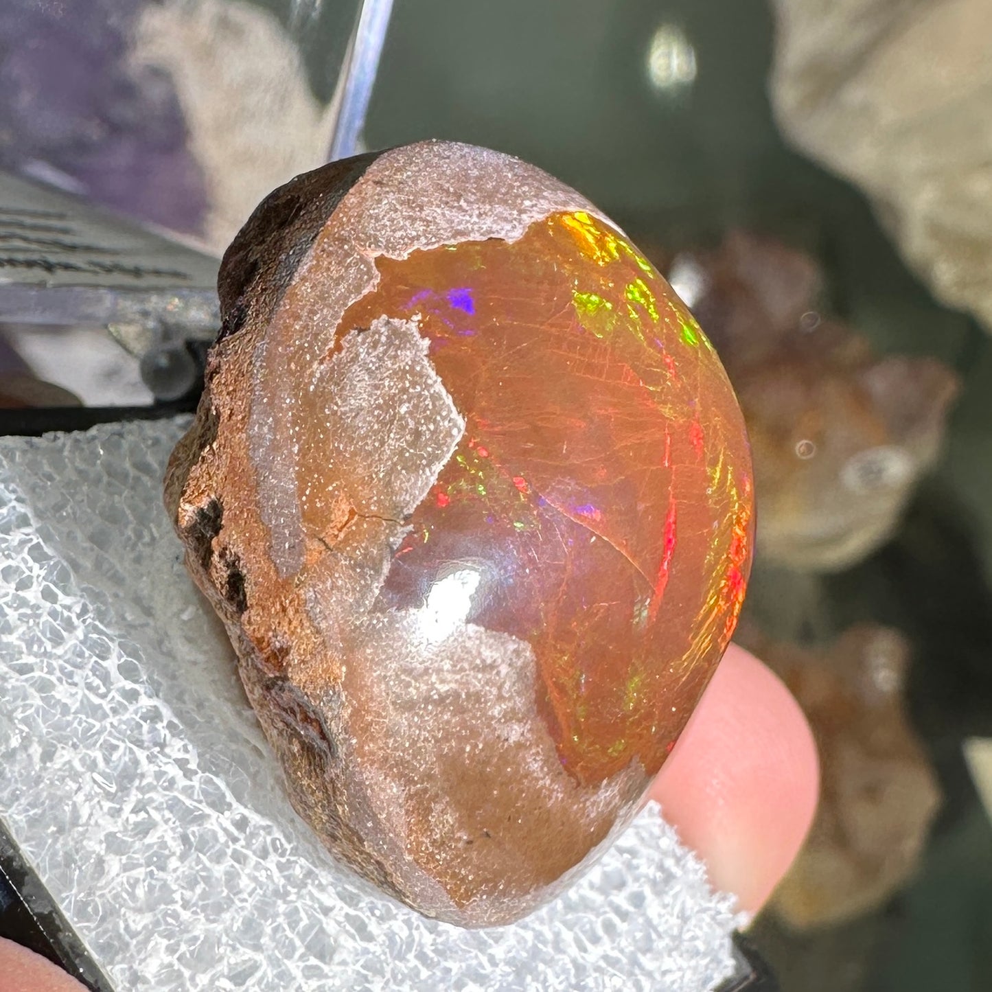 63ct A+ Polished Ethiopian Chocolate Opal in Perky Box