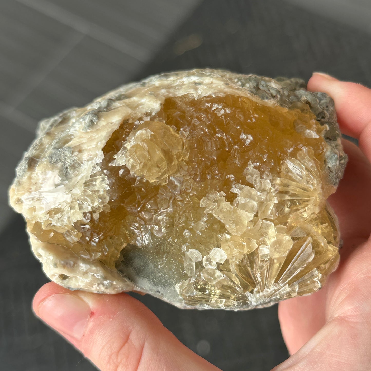 UV Reactive Calcite Clam from Florida, USA