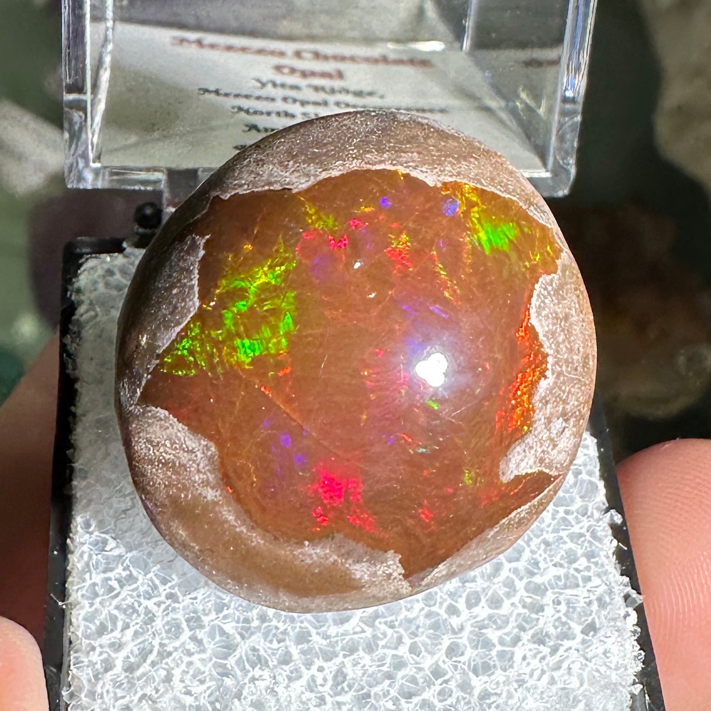 63ct A+ Polished Ethiopian Chocolate Opal in Perky Box