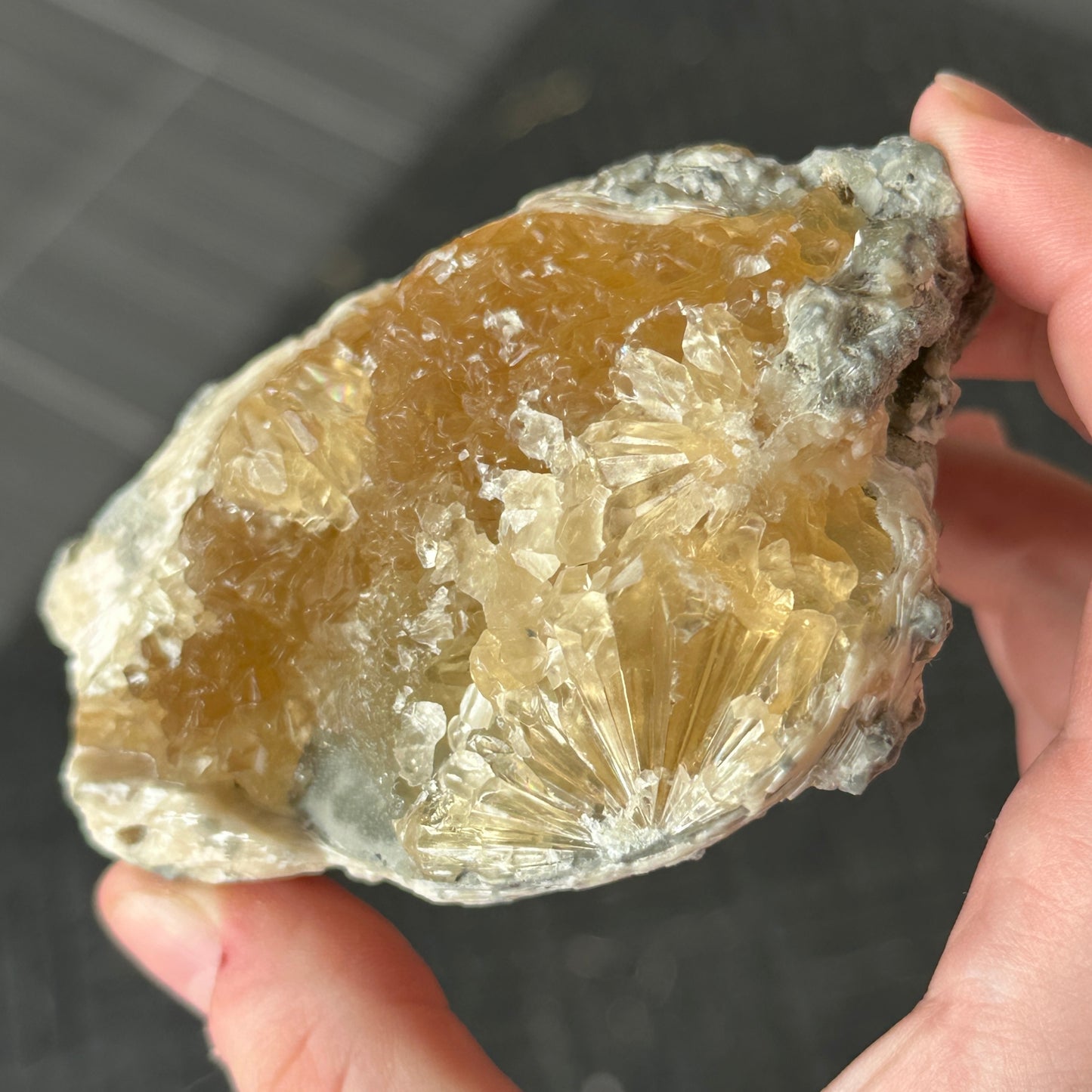 UV Reactive Calcite Clam from Florida, USA