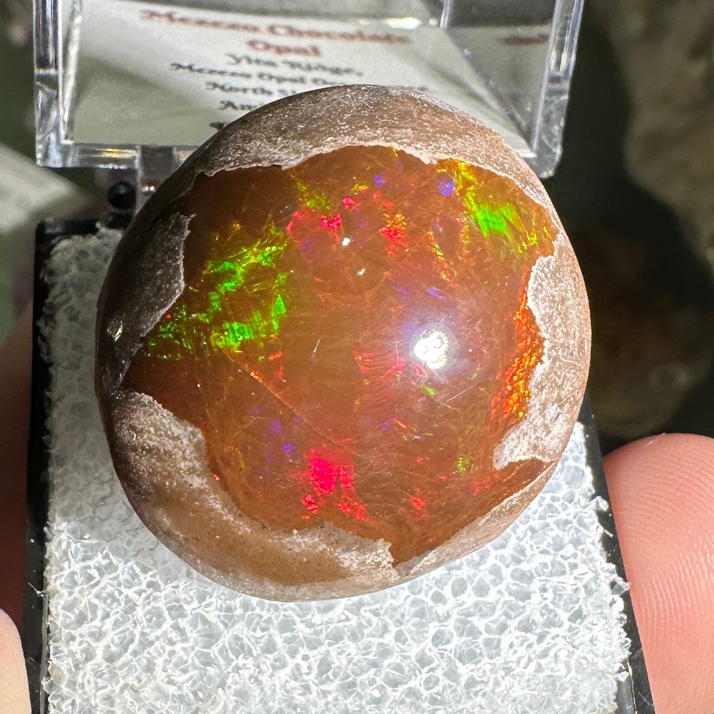 63ct A+ Polished Ethiopian Chocolate Opal in Perky Box