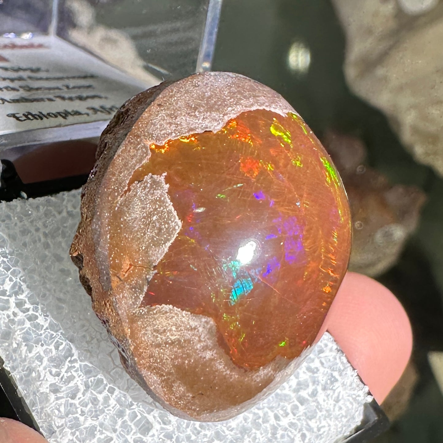 63ct A+ Polished Ethiopian Chocolate Opal in Perky Box