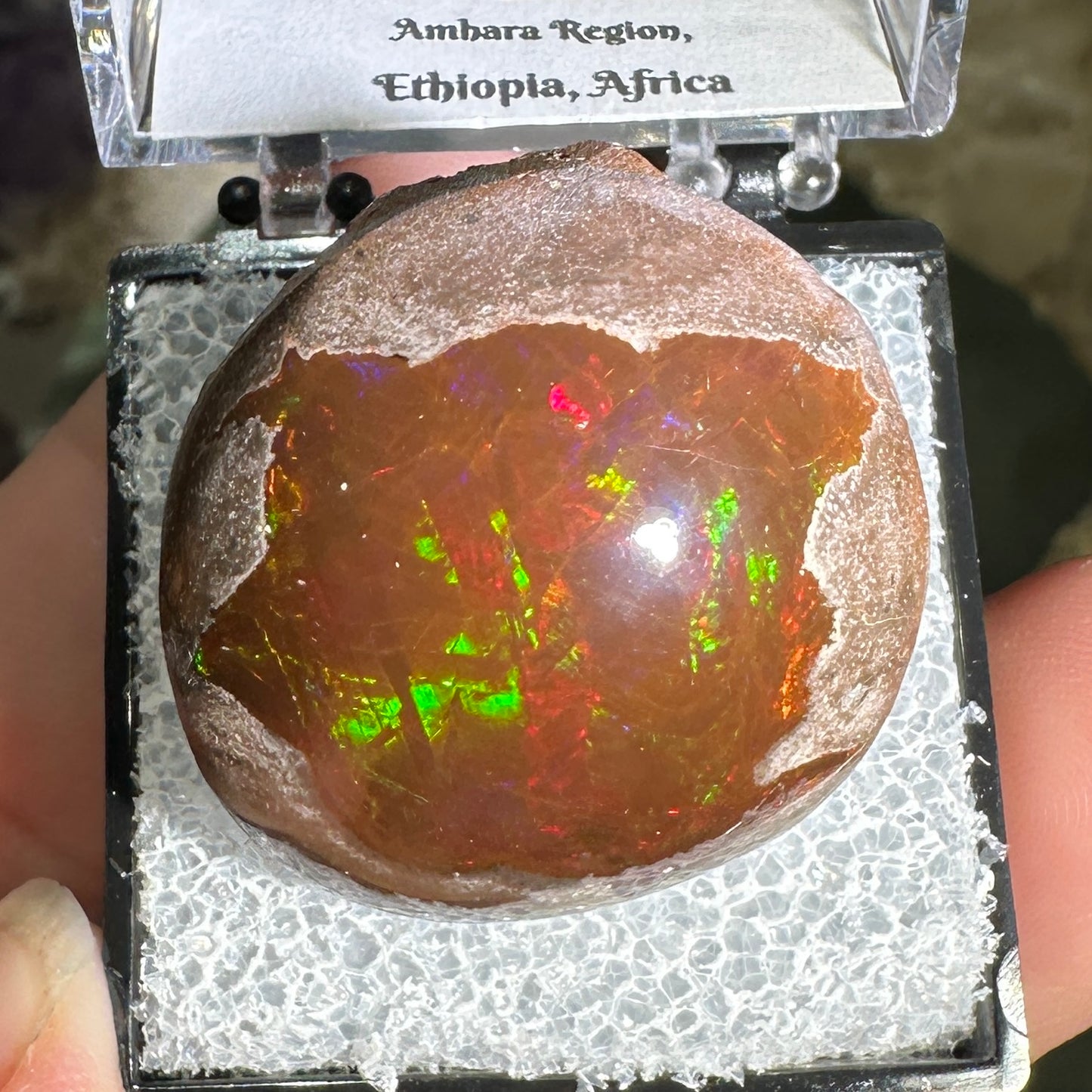 63ct A+ Polished Ethiopian Chocolate Opal in Perky Box