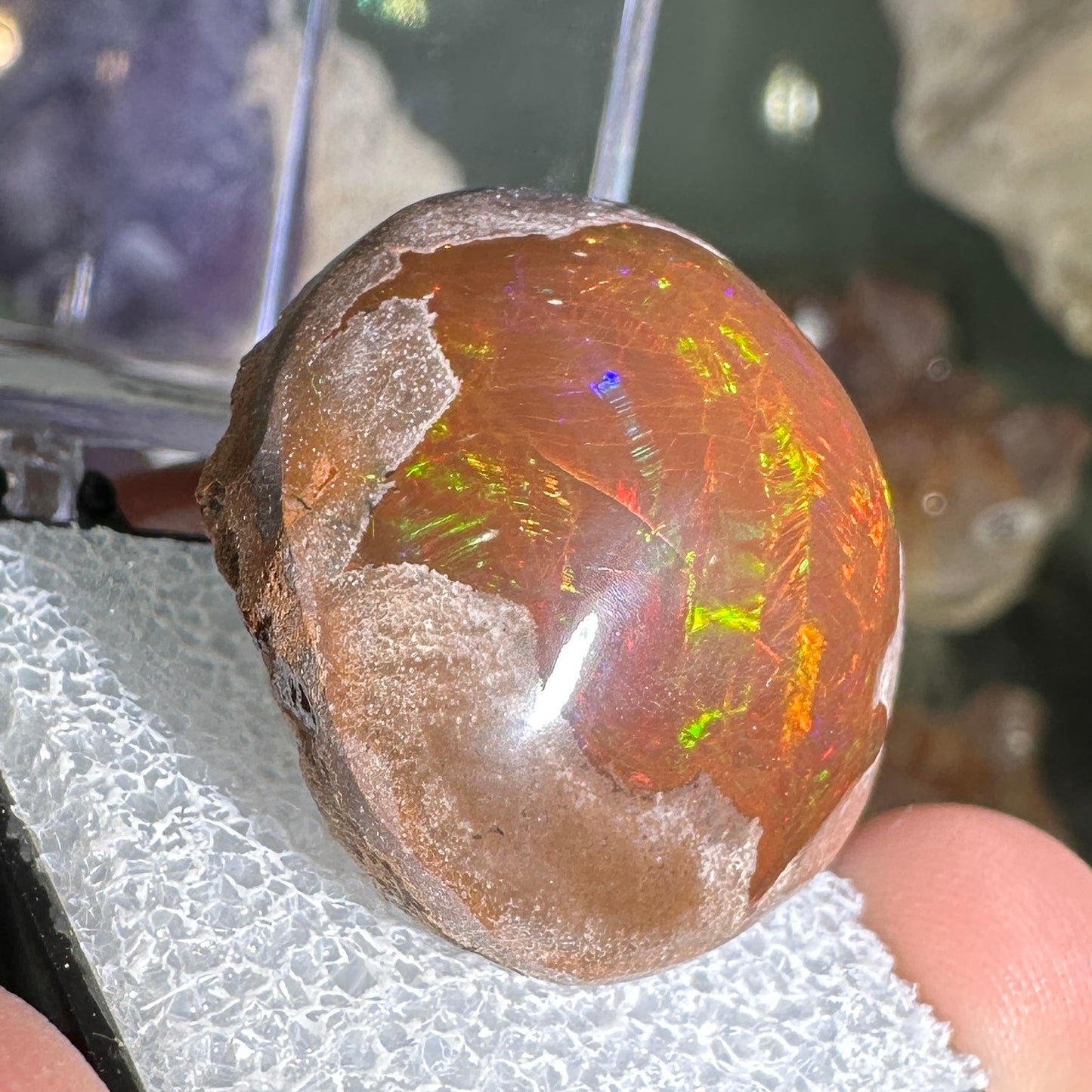 63ct A+ Polished Ethiopian Chocolate Opal in Perky Box