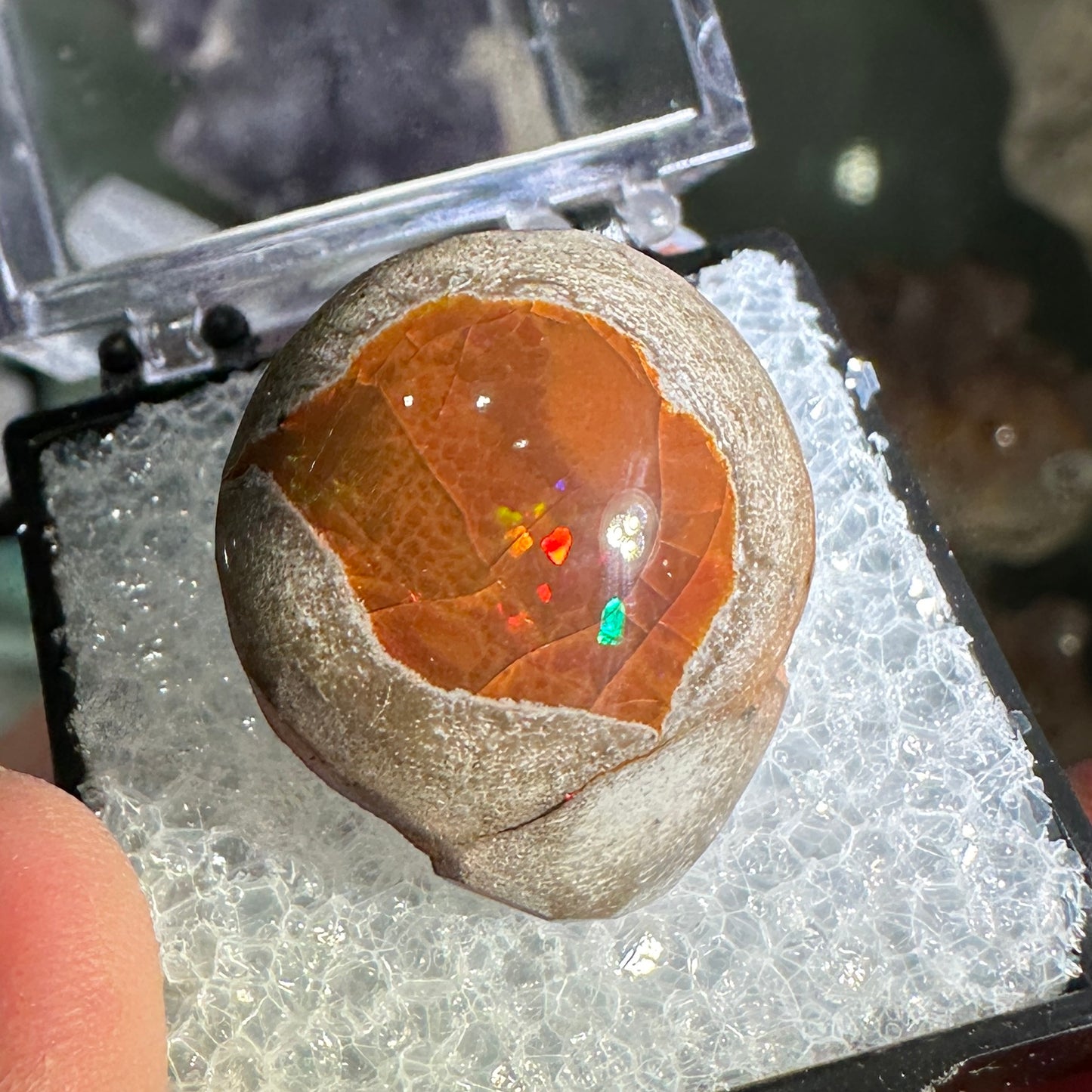 25.5ct A+ Polished Ethiopian Chocolate Opal in Perky Box