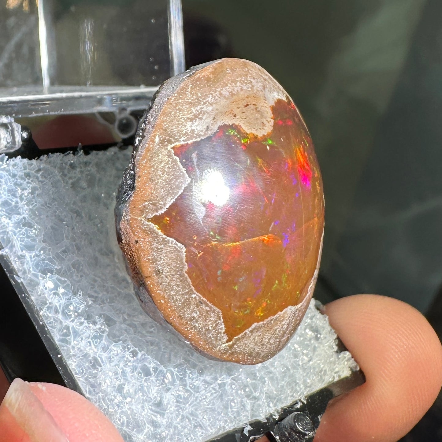55.50ct A+ Polished Ethiopian Chocolate Opal in Perky Box