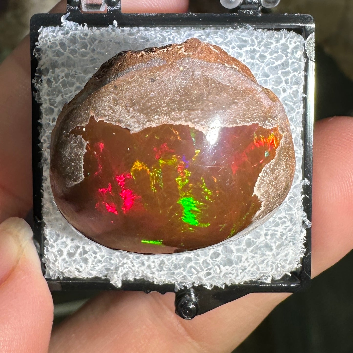 63ct A+ Polished Ethiopian Chocolate Opal in Perky Box