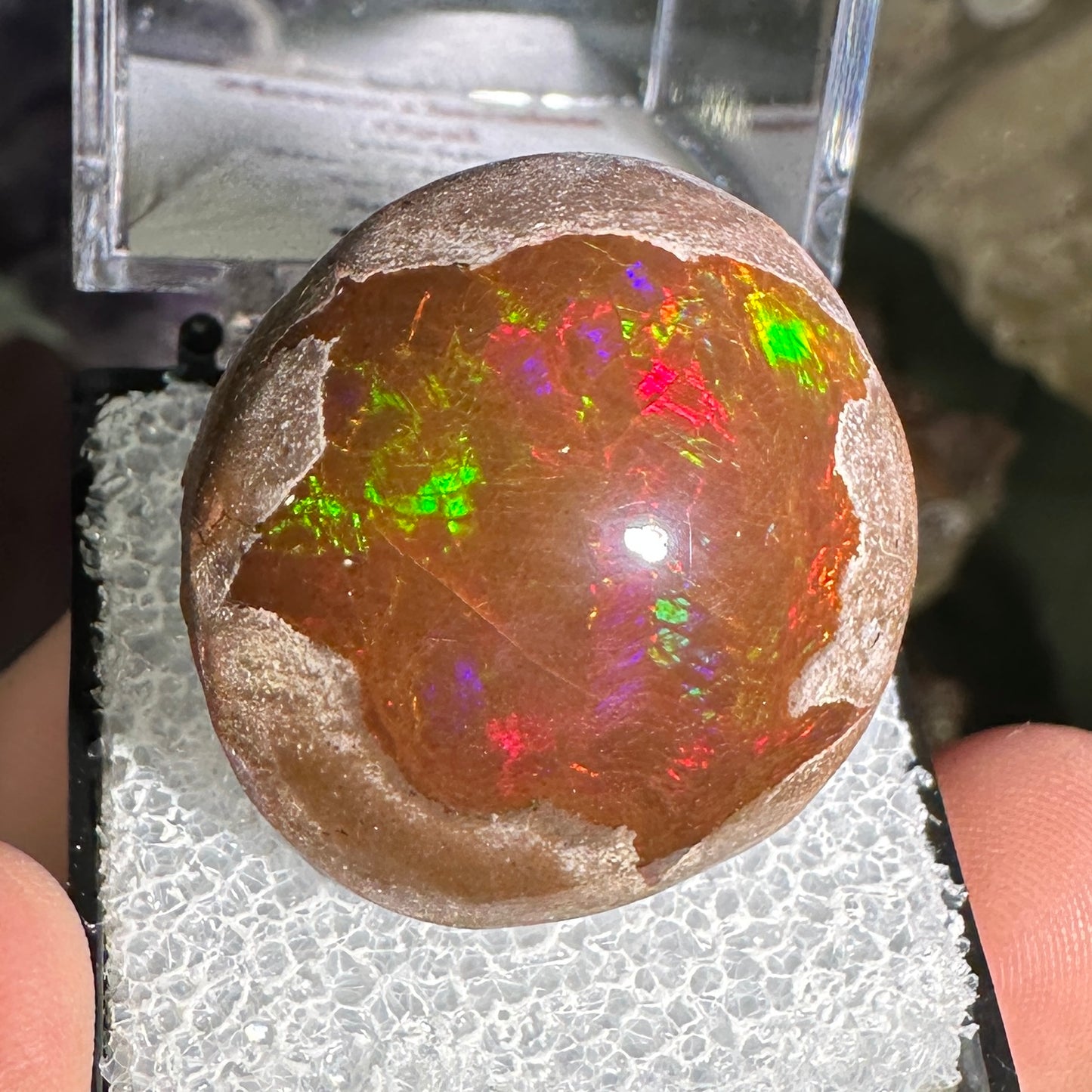 63ct A+ Polished Ethiopian Chocolate Opal in Perky Box