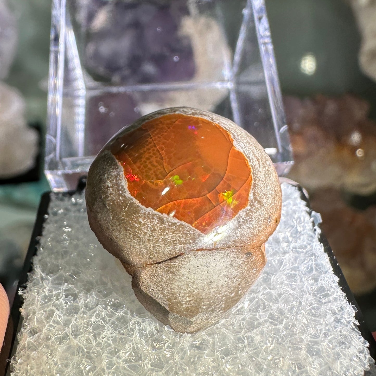 25.5ct A+ Polished Ethiopian Chocolate Opal in Perky Box