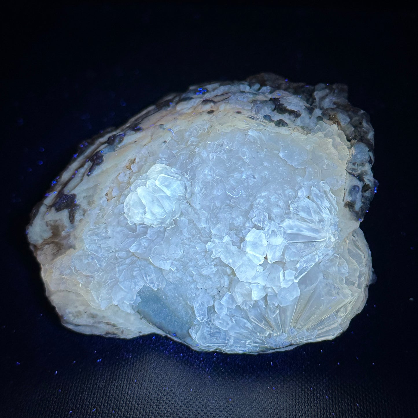 UV Reactive Calcite Clam from Florida, USA