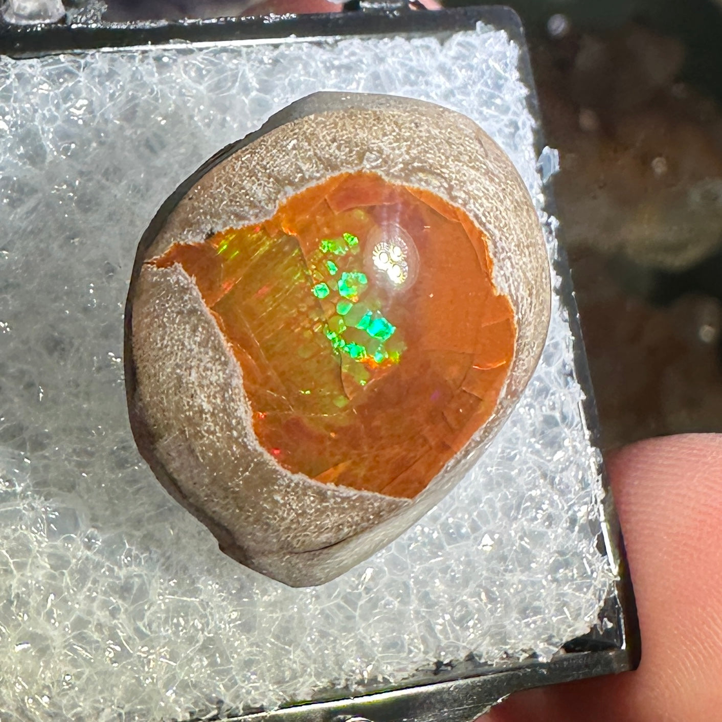 25.5ct A+ Polished Ethiopian Chocolate Opal in Perky Box