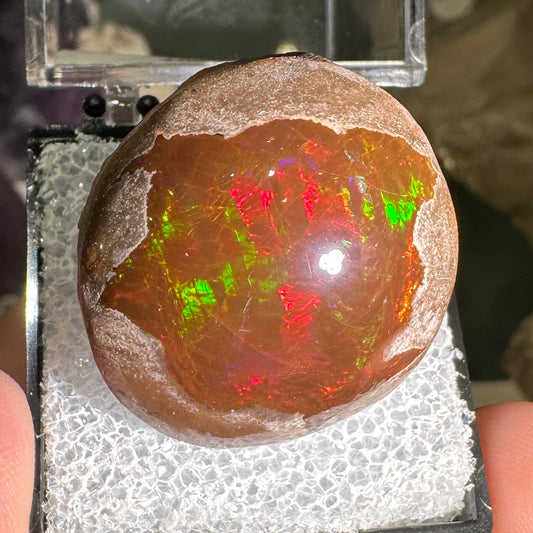 63ct A+ Polished Ethiopian Chocolate Opal in Perky Box