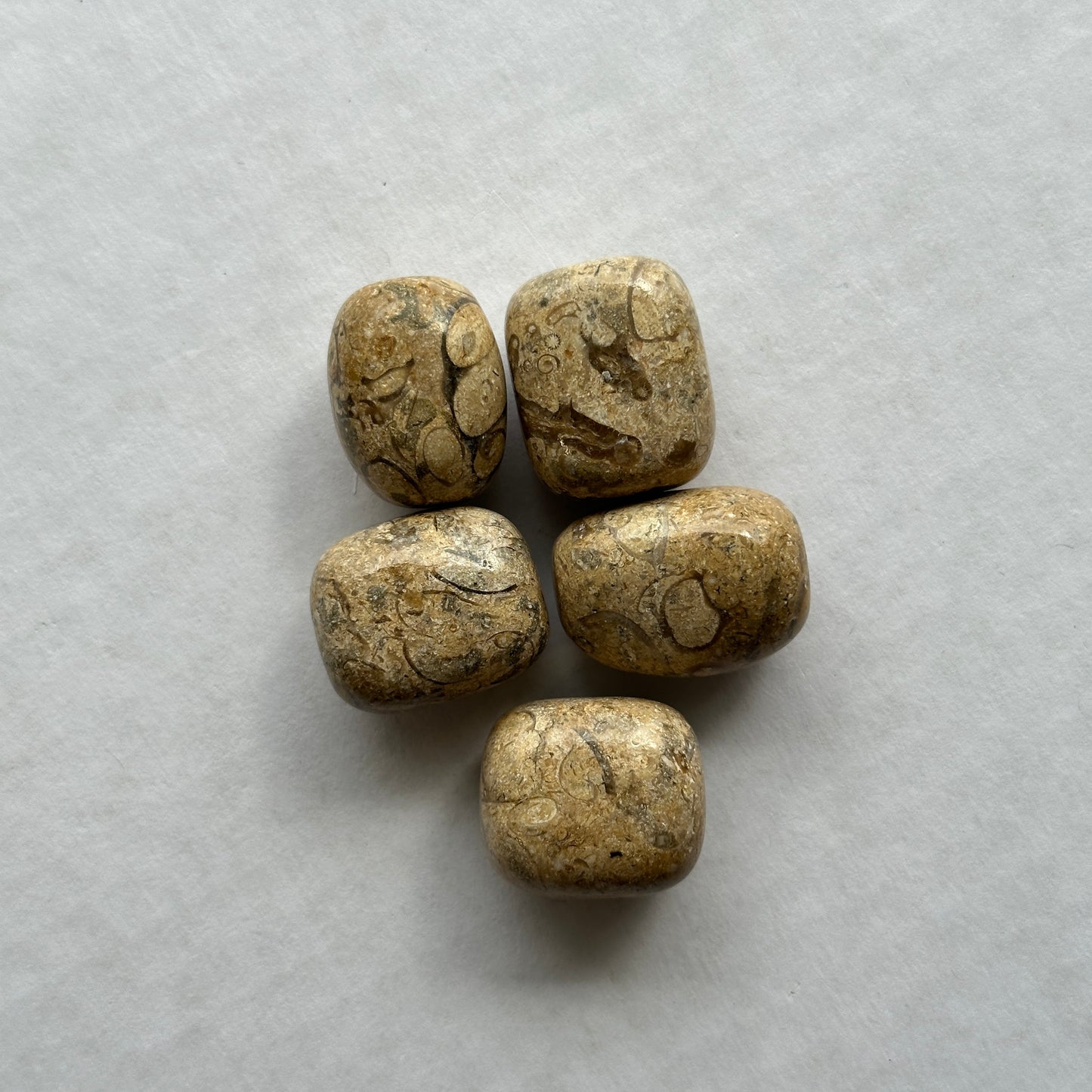 Medium Tumbled Agatized Coral