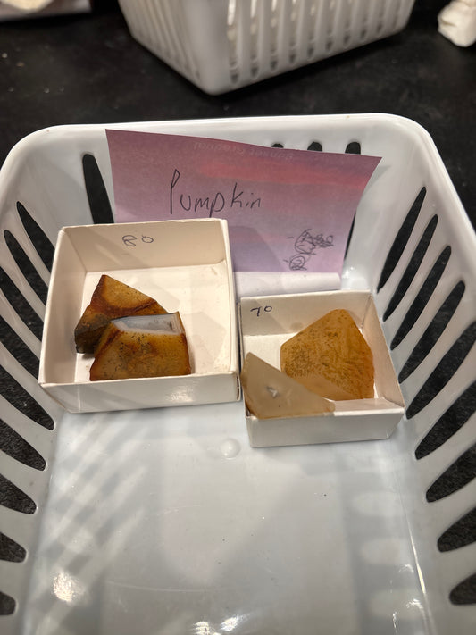 Pumpkin-TikTok live show-2/20/26￼