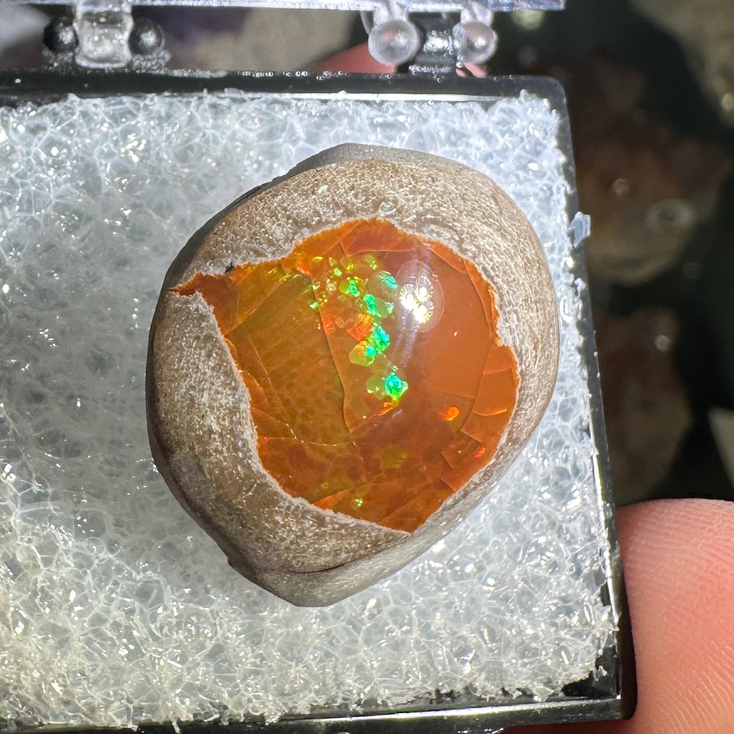 25.5ct A+ Polished Ethiopian Chocolate Opal in Perky Box