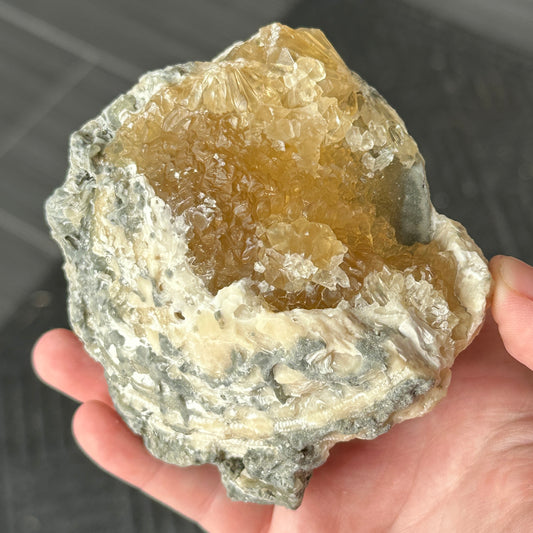 UV Reactive Calcite Clam from Florida, USA
