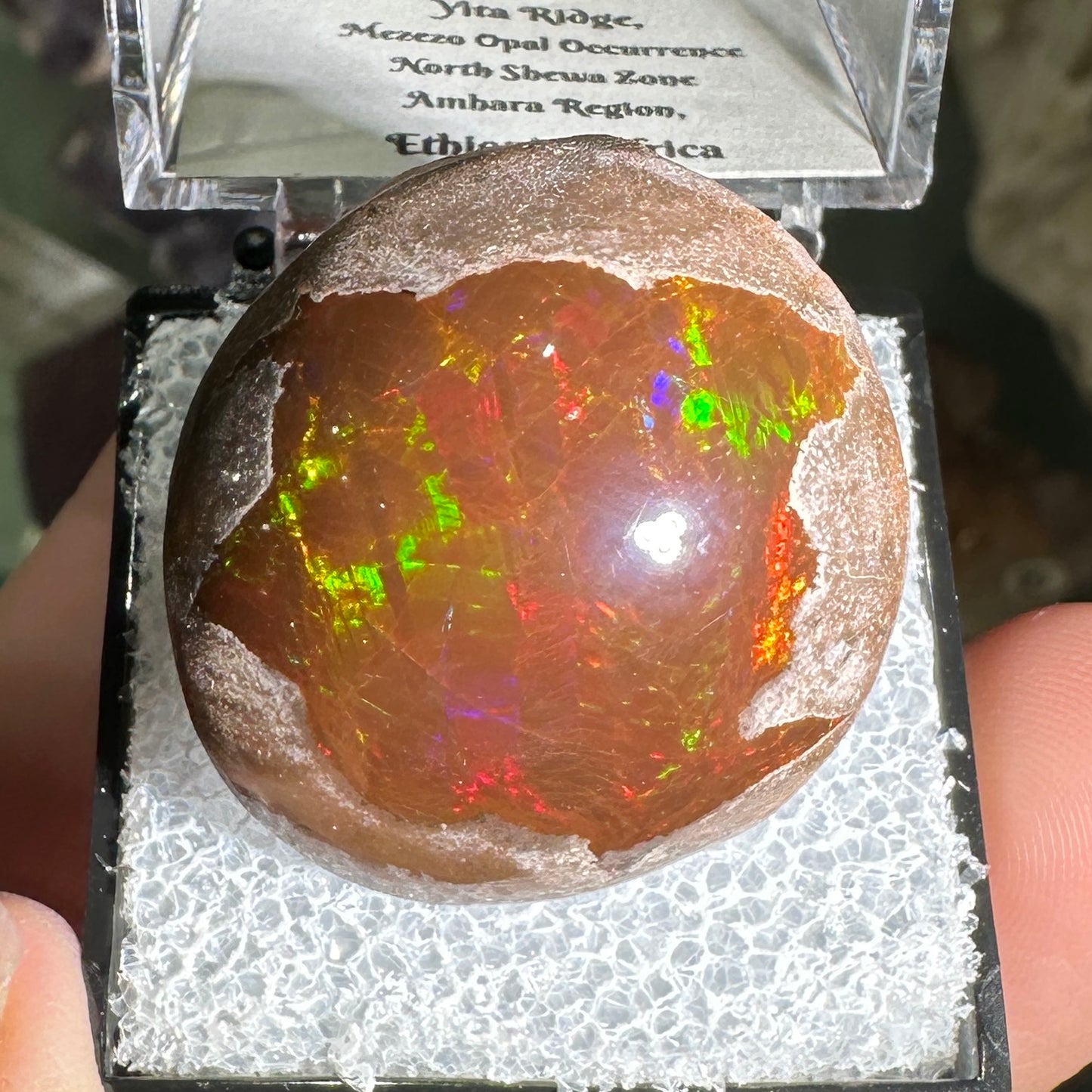 63ct A+ Polished Ethiopian Chocolate Opal in Perky Box