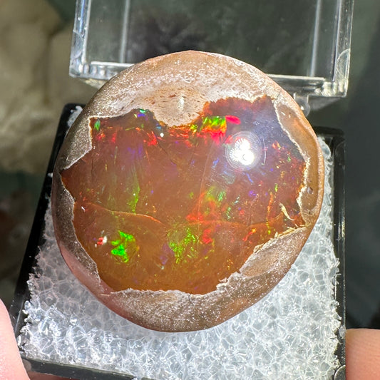 55.50ct A+ Polished Ethiopian Chocolate Opal in Perky Box