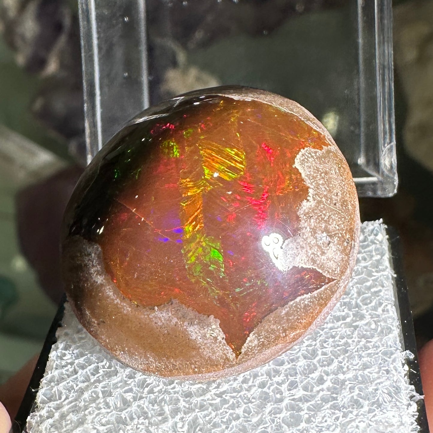 63ct A+ Polished Ethiopian Chocolate Opal in Perky Box