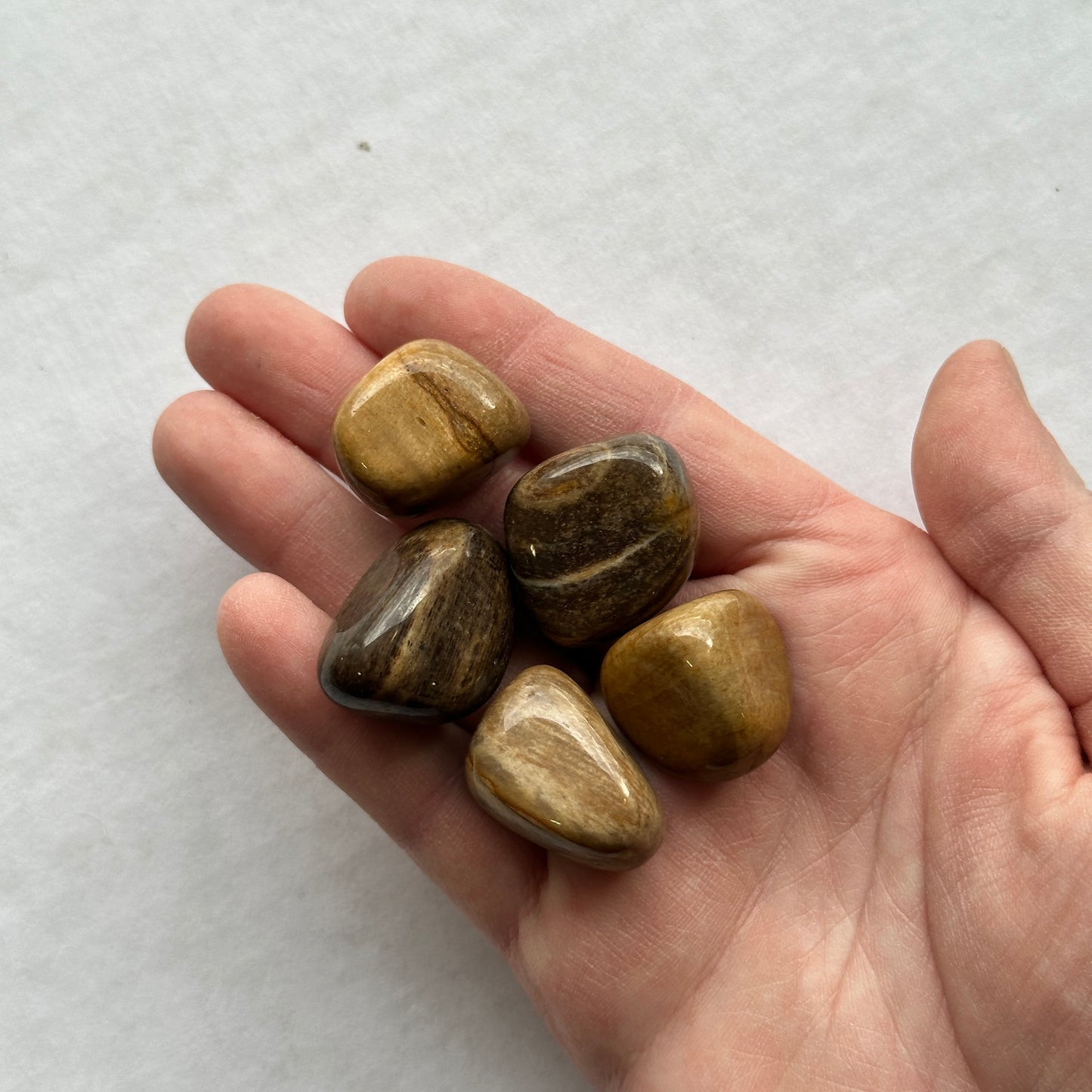 Medium Tumbled Petrified Wood