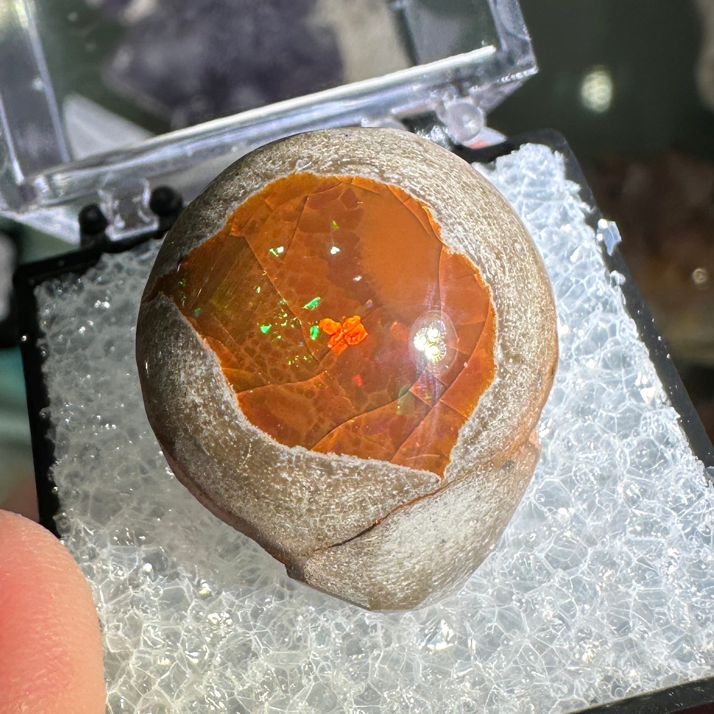 25.5ct A+ Polished Ethiopian Chocolate Opal in Perky Box