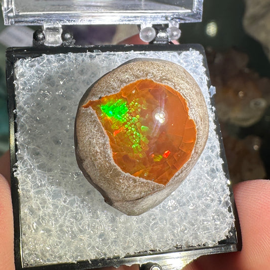 25.5ct A+ Polished Ethiopian Chocolate Opal in Perky Box