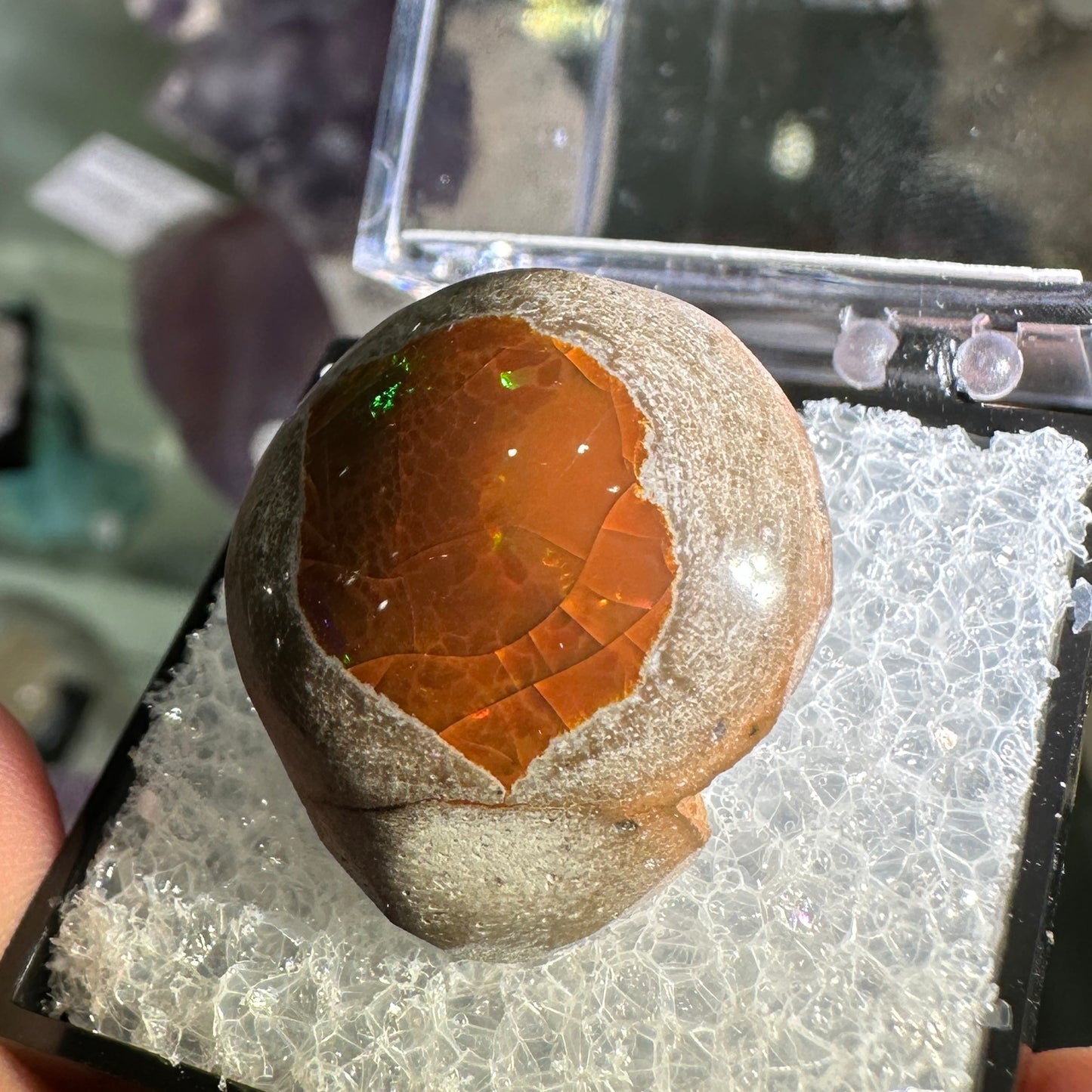 25.5ct A+ Polished Ethiopian Chocolate Opal in Perky Box
