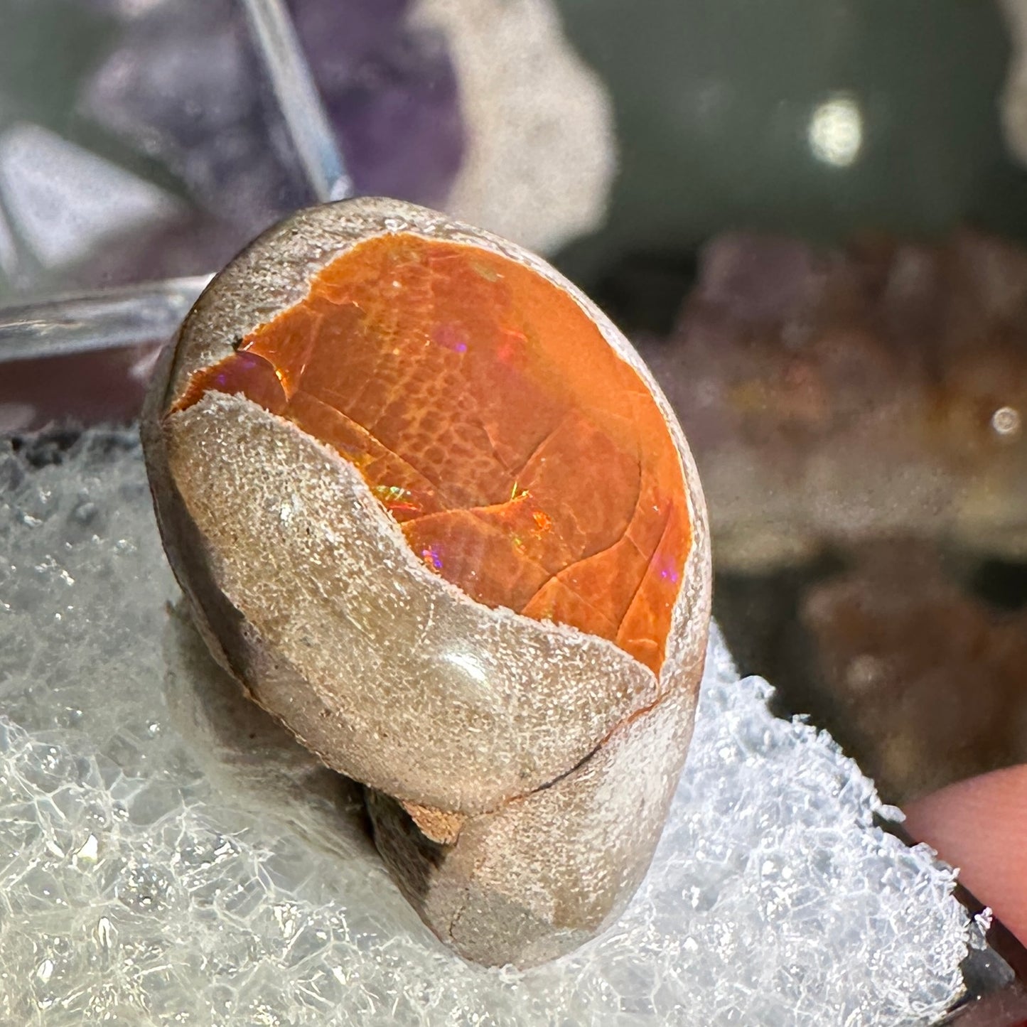 25.5ct A+ Polished Ethiopian Chocolate Opal in Perky Box