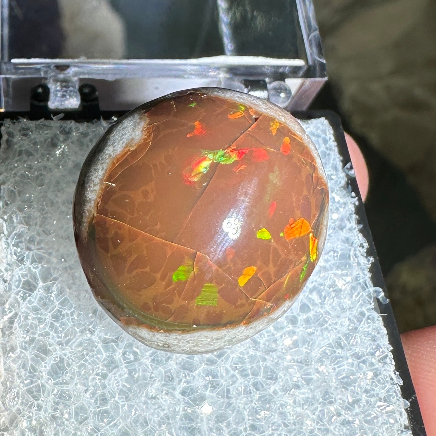 18ct A+ Polished Ethiopian Chocolate Opal in Perky Box