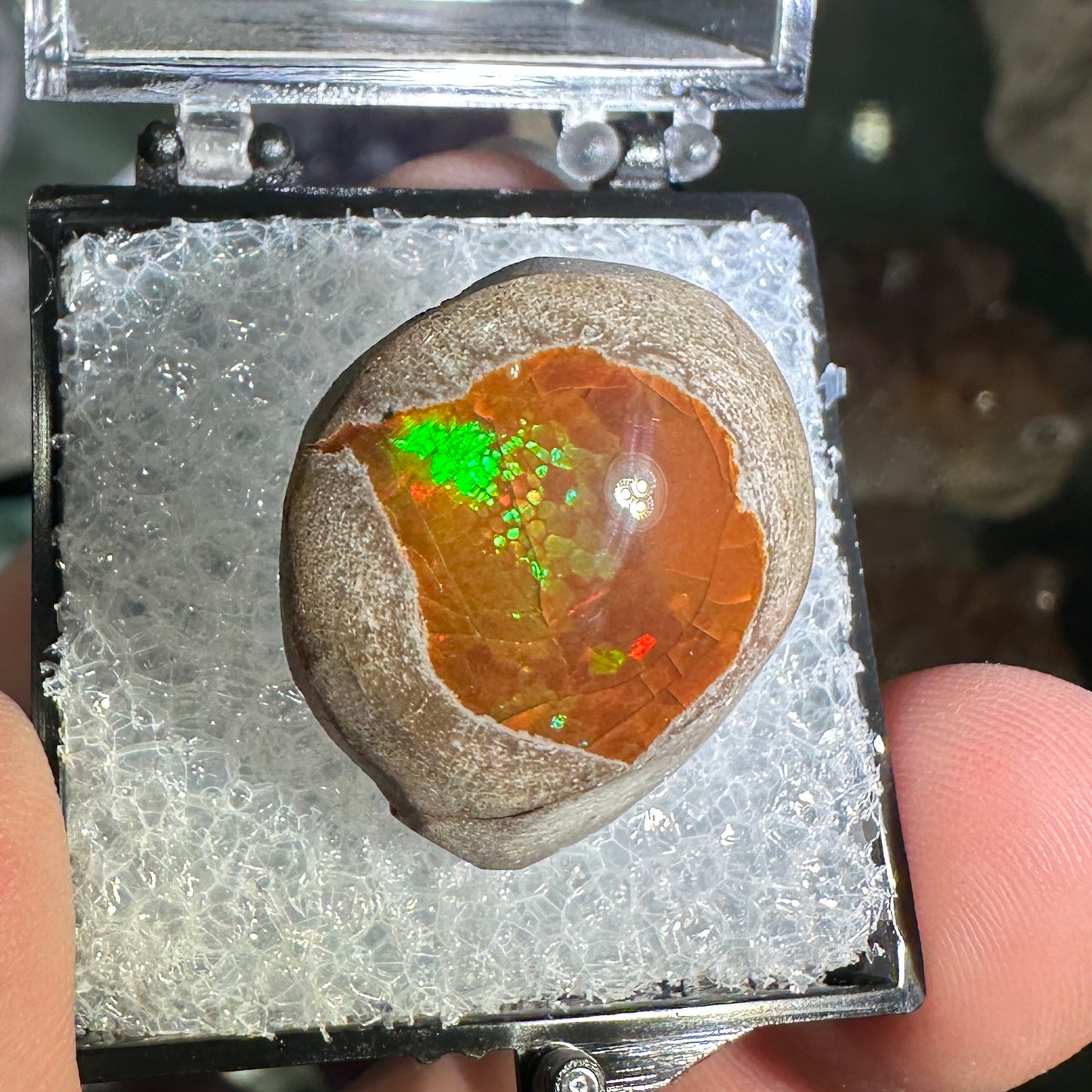 25.5ct A+ Polished Ethiopian Chocolate Opal in Perky Box