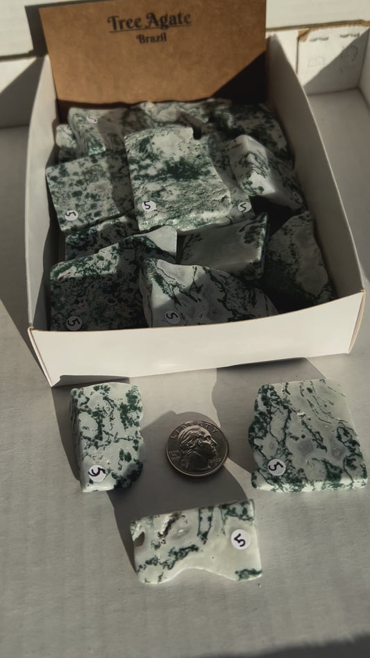 Tree Agate Polished Slab from Brazil